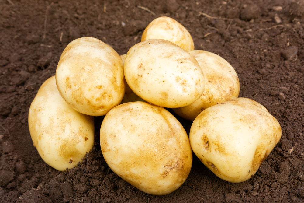 Caledonian Pearl Potatoes on soil