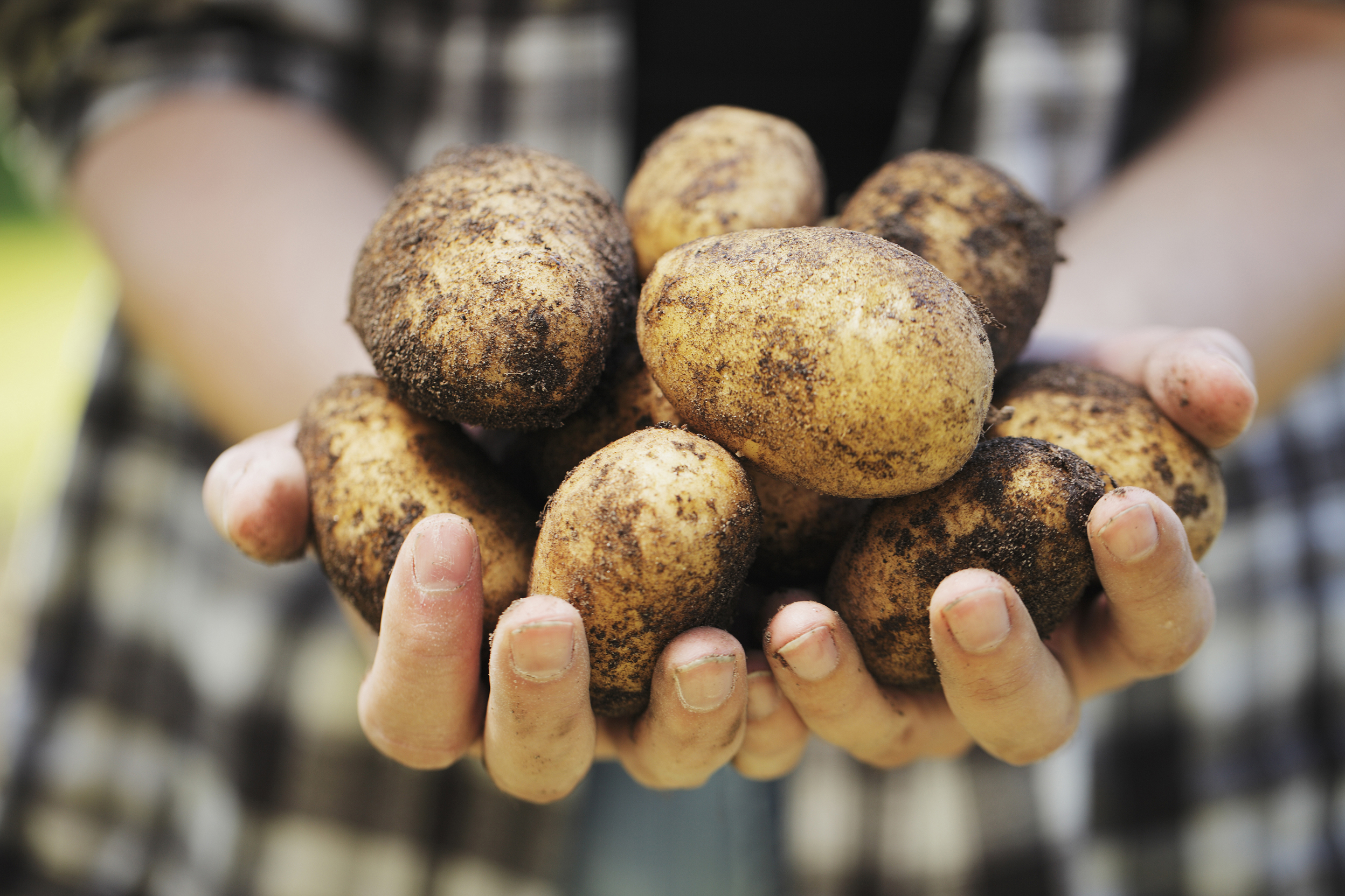 Pentland Javelin Potatoes being held in hands