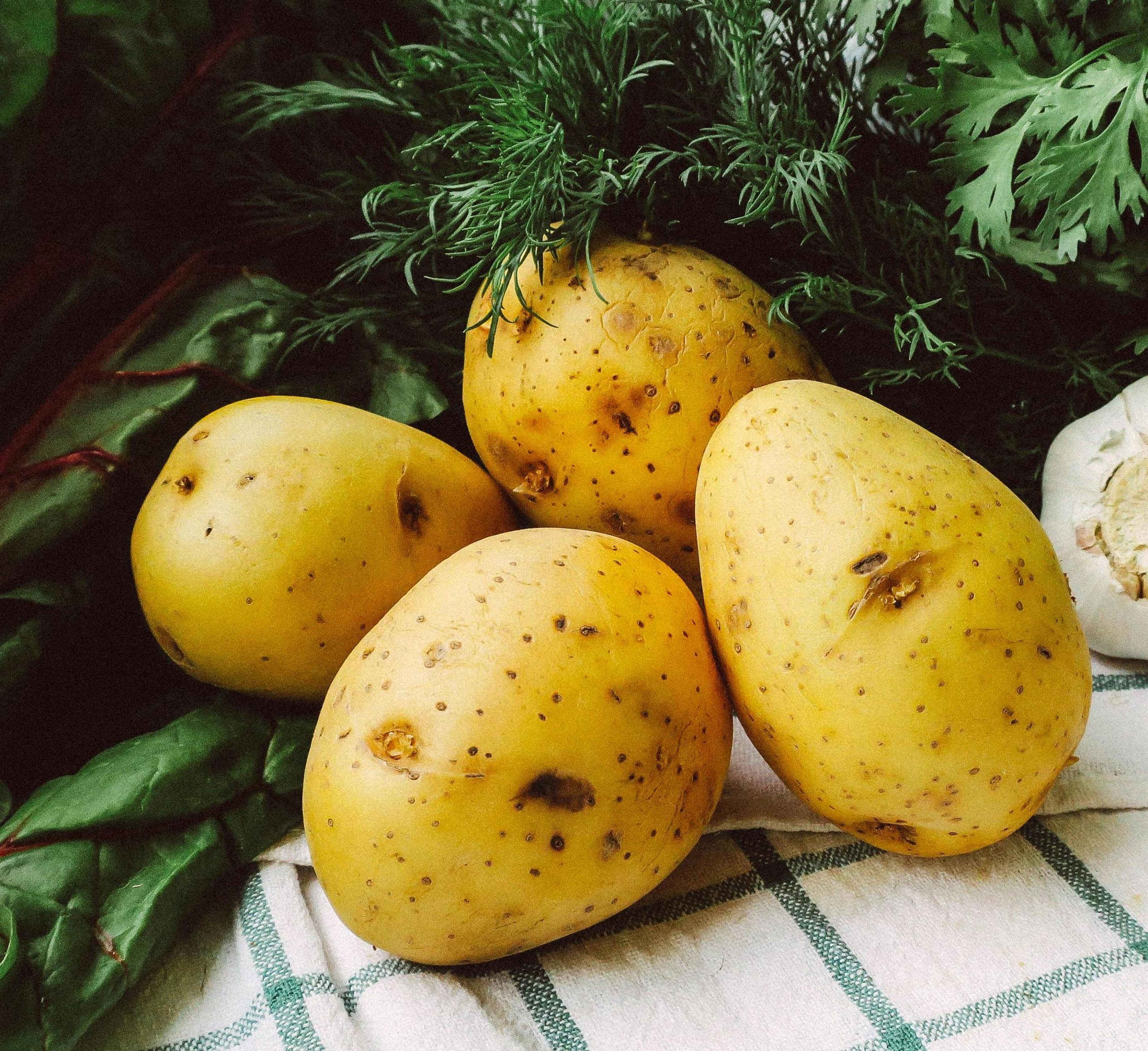 Premiere Potatoes on checkered blanket