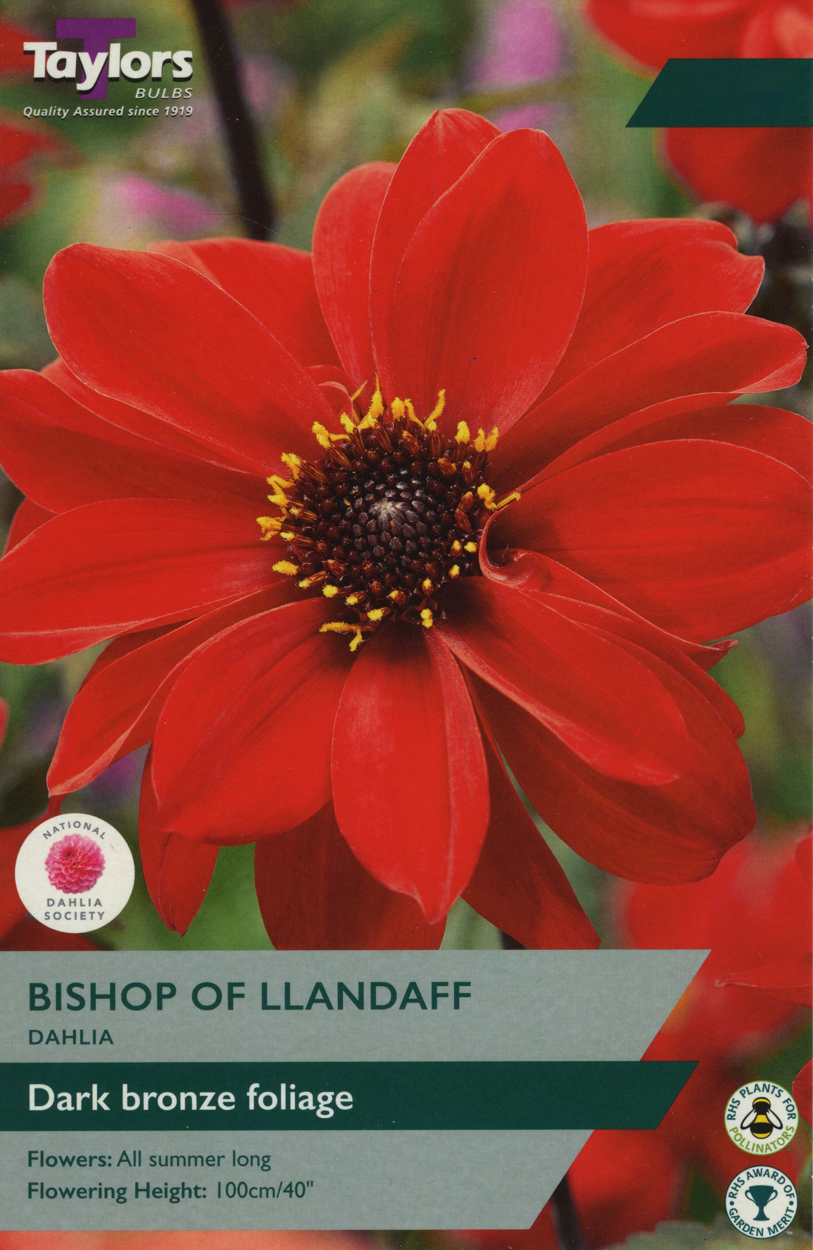 Dahlia Bishop Of Llandaff