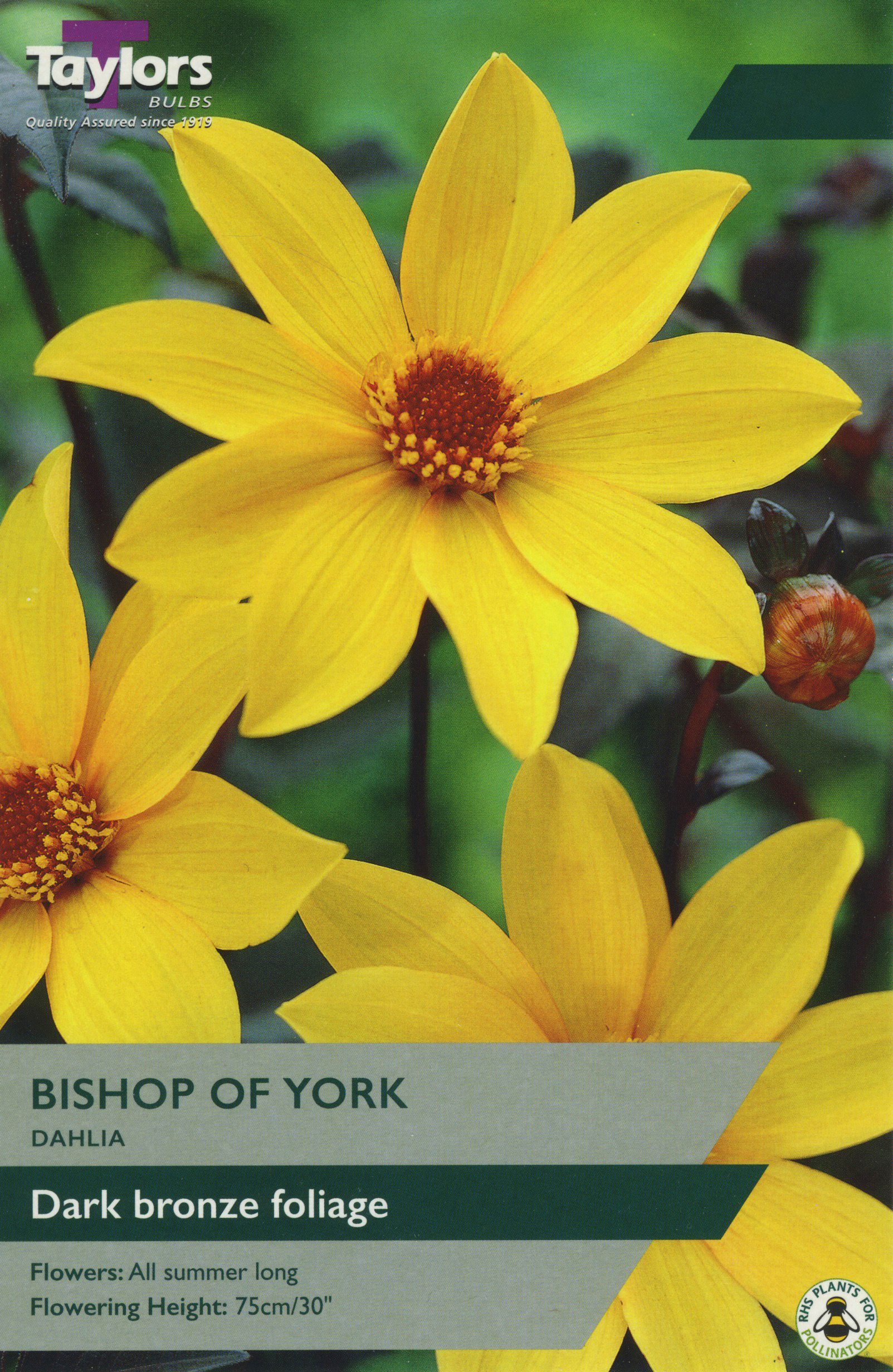 Dahlia Bishop Of York