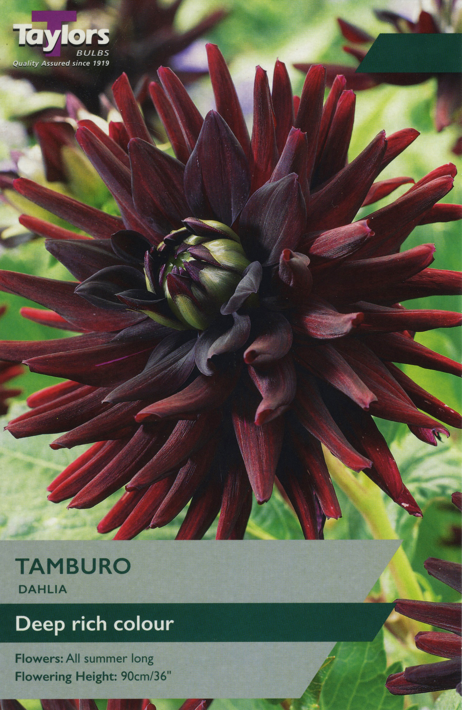 Dahlia Tamburo
