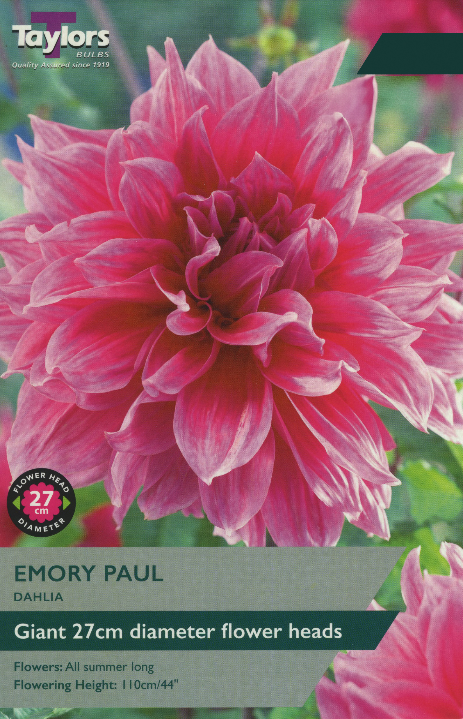 Dahlia Emory Paul