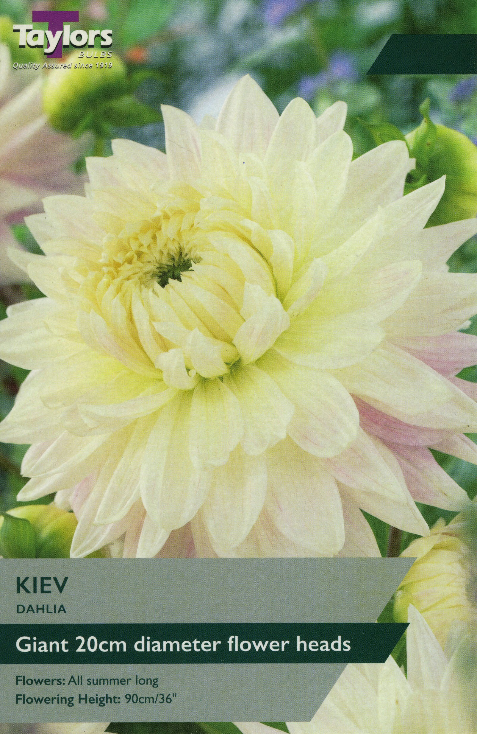 Dahlia Kiev