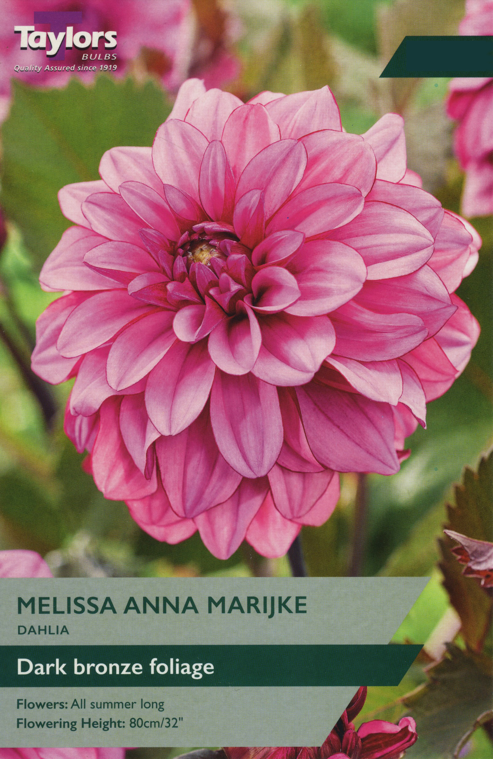 Dahlia Melissa Anna Marijke