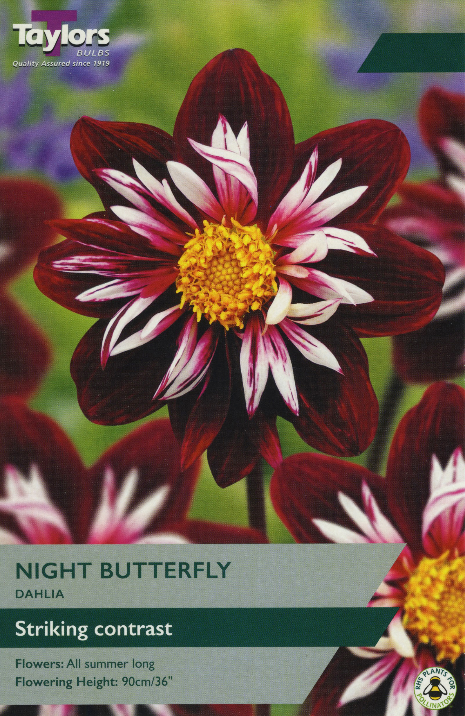 Dahlia Night Butterfly