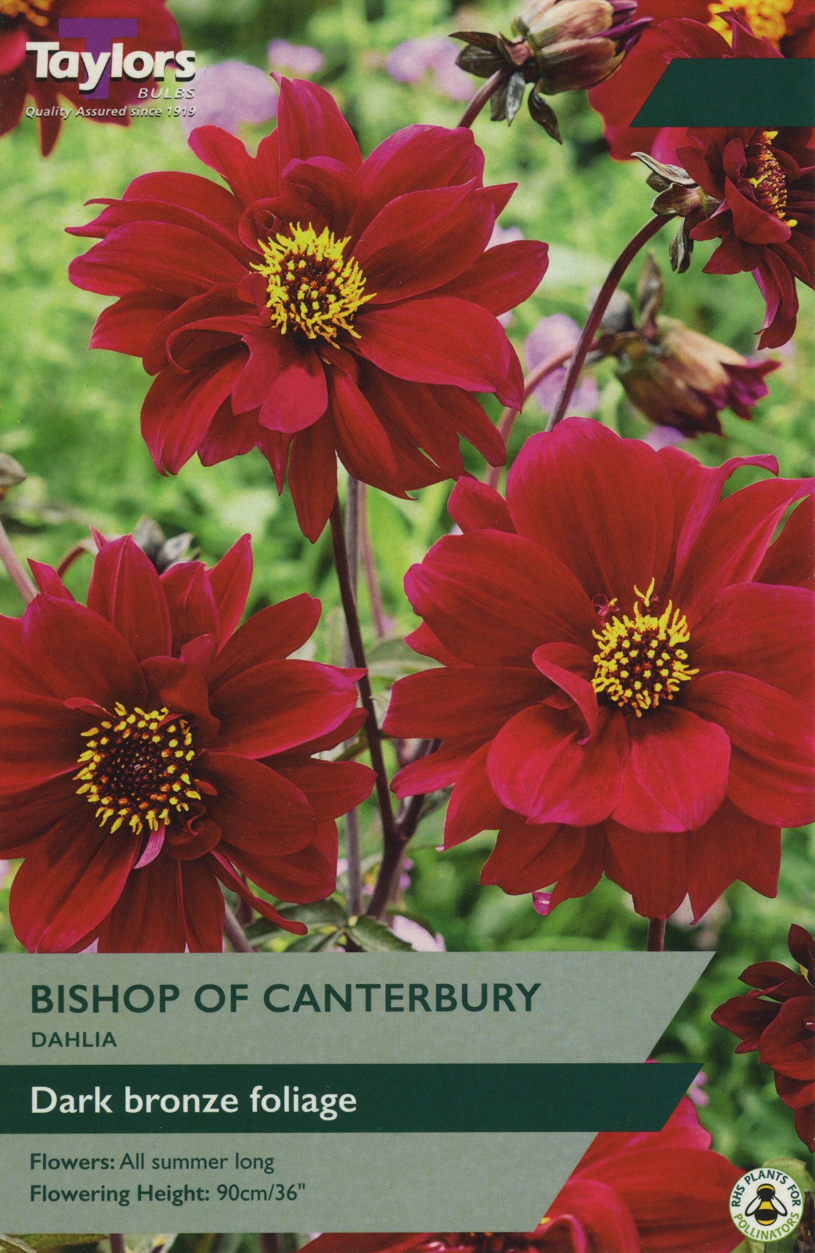 Dahlia Bishop Of Canterbury