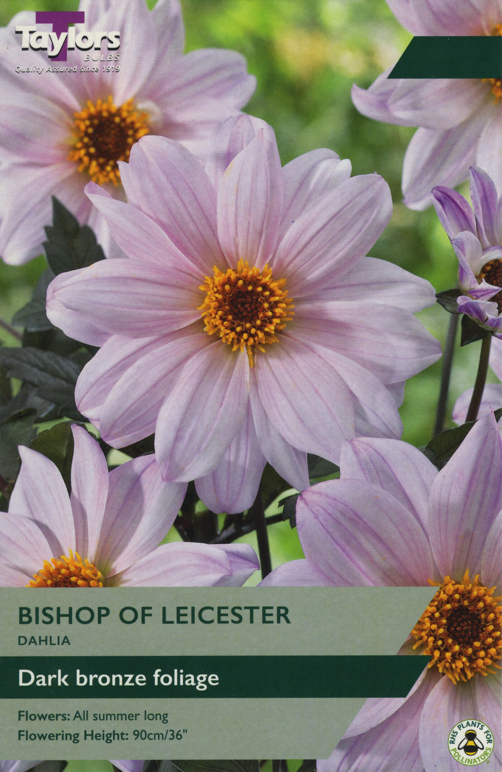Dahlia Bishop Of Leicester