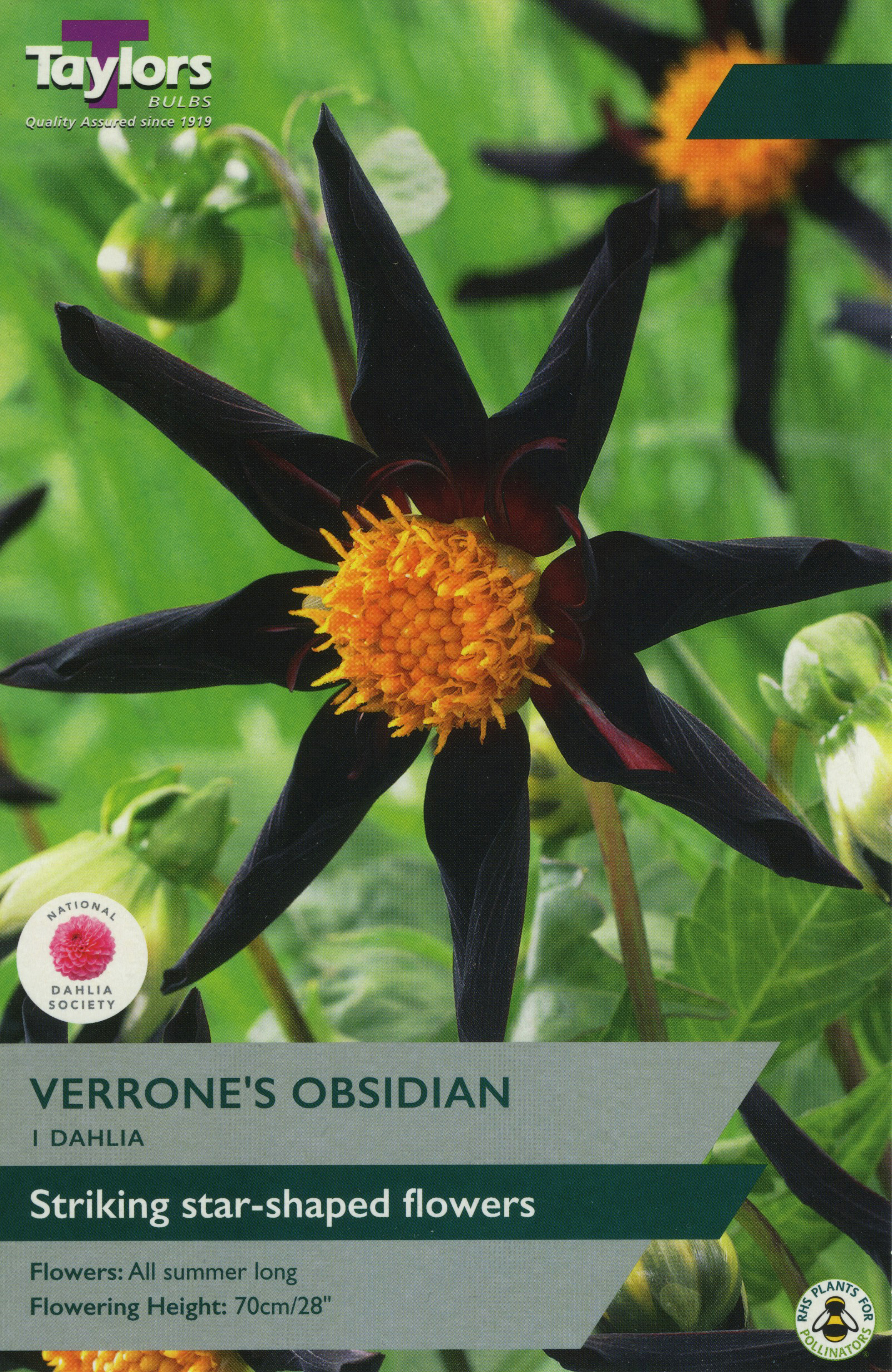 Dahlia Verrone's Obsidian