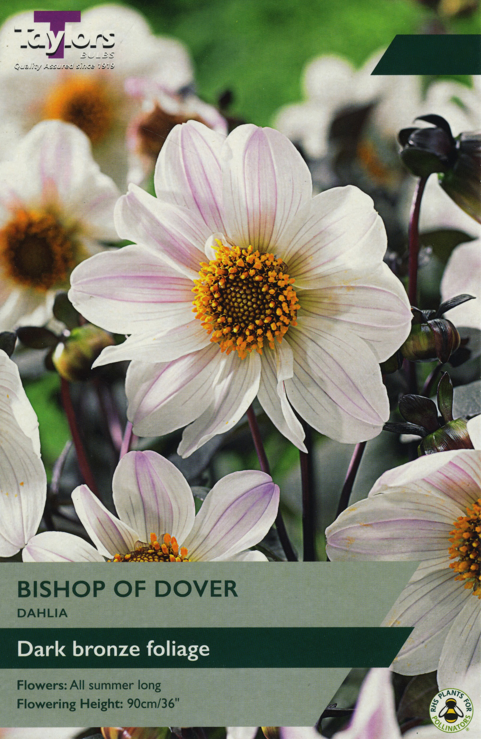 Dahlia Bishop Of Dover