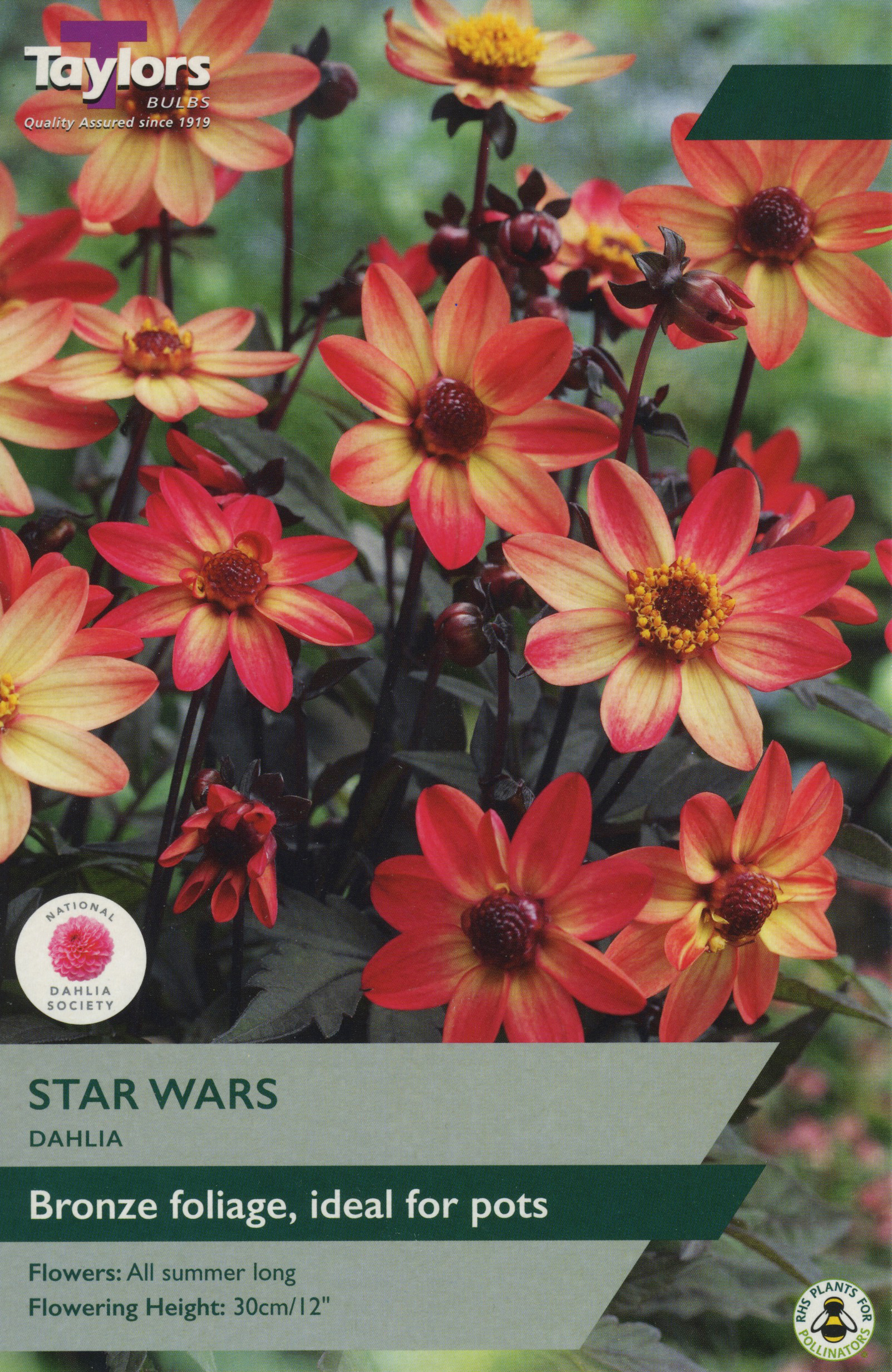Dahlia Star Wars
