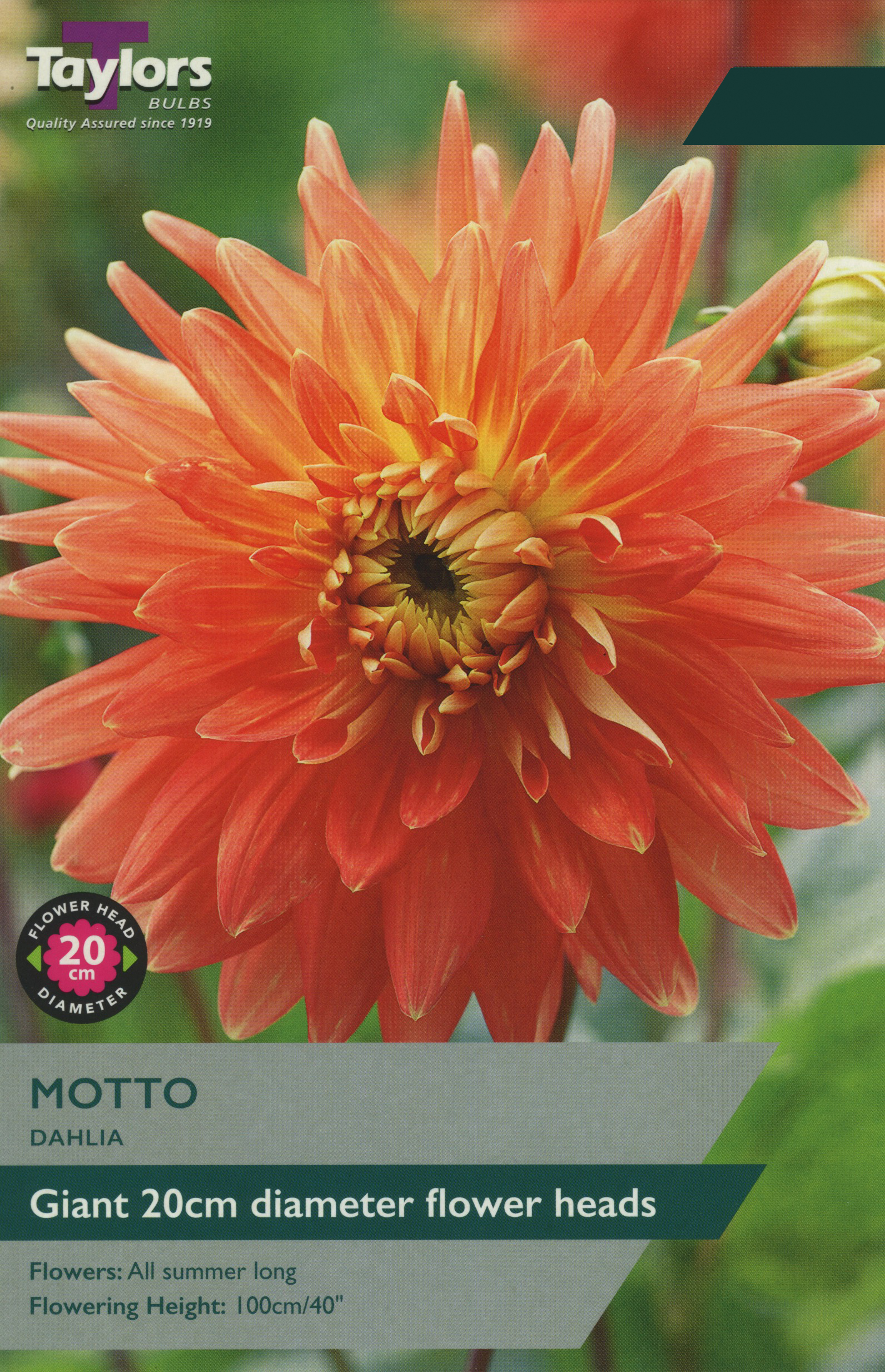 Dahlia Motto