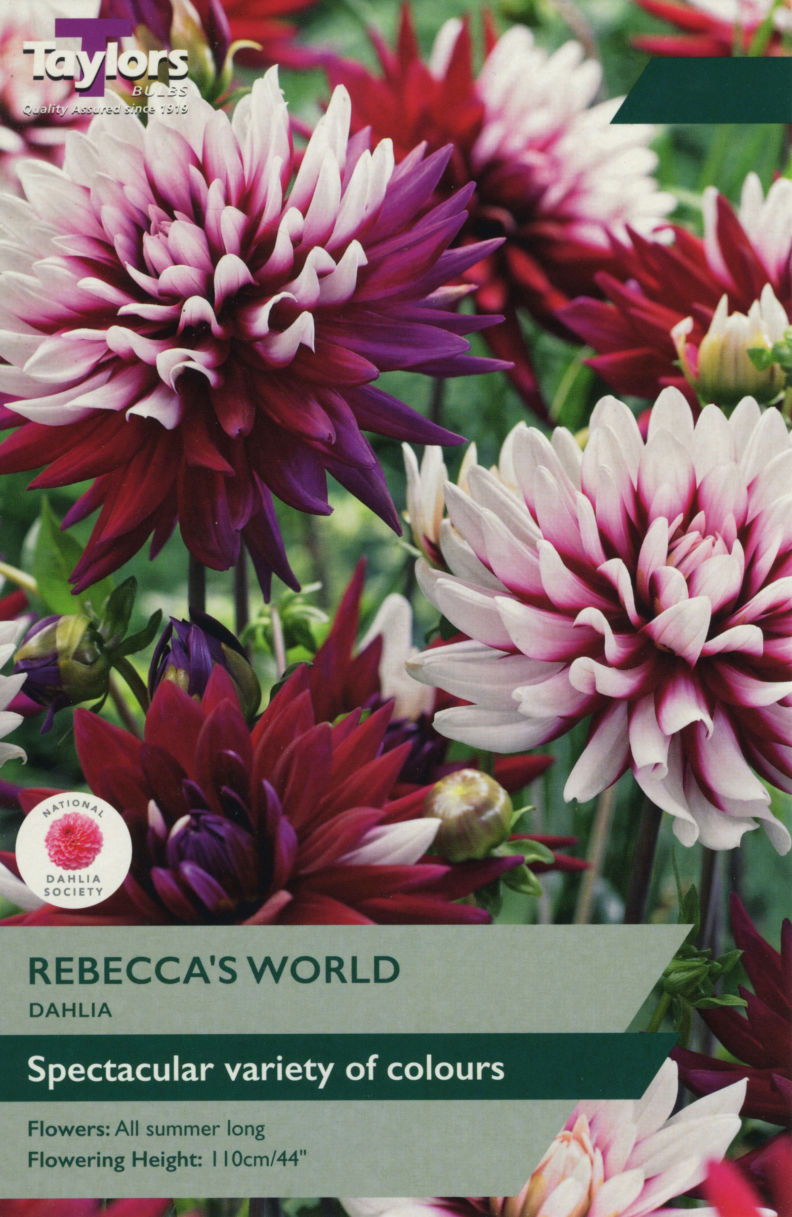 Dahlia Rebecca's World