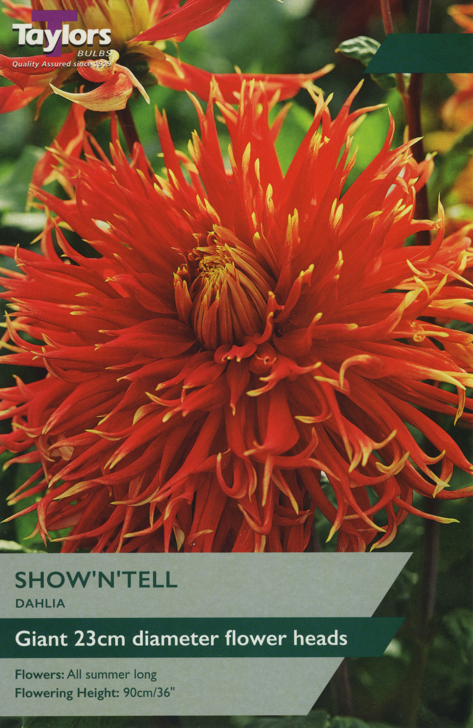 Dahlia Show 'N' Tell