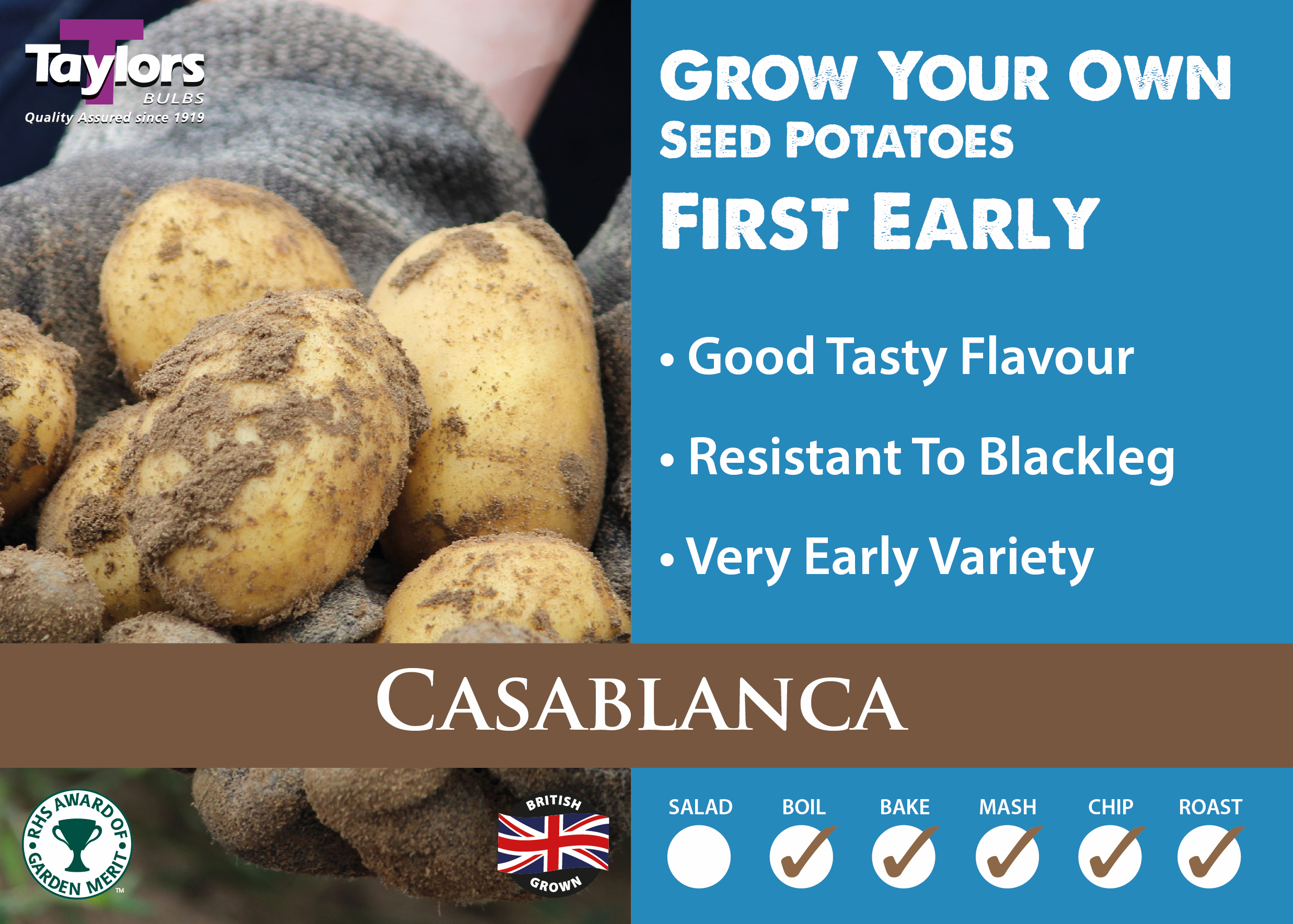 Casablanca Potatoes - First Early - Image 2