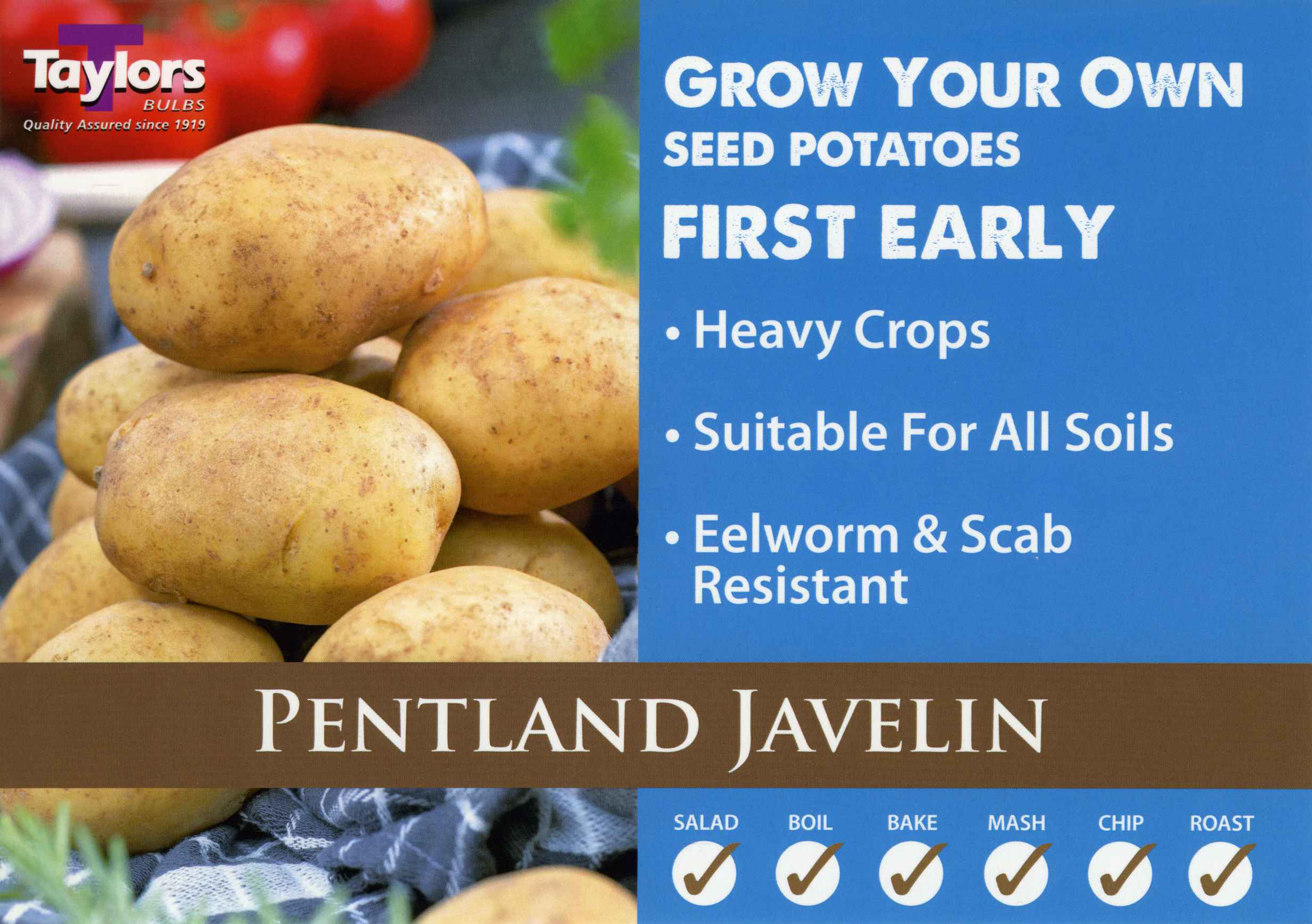 Pentland Javelin Potatoes - First Early - Image 2